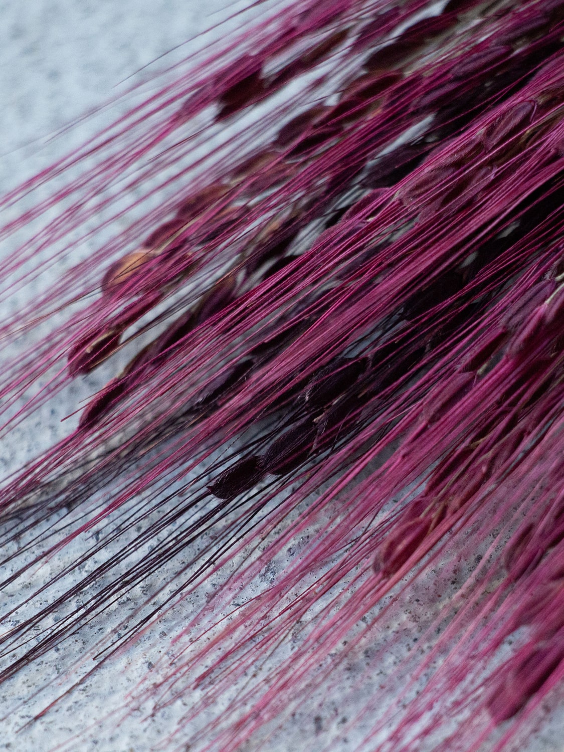 山から福がおりてくる しめ飾り 鯉目御縁（赤）（こいめごえん あか）