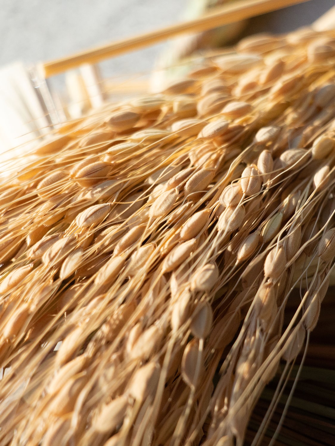 山から福がおりてくる しめ飾り 無限瓢箪から駒(白)(むげんひょうたんからこま しろ)