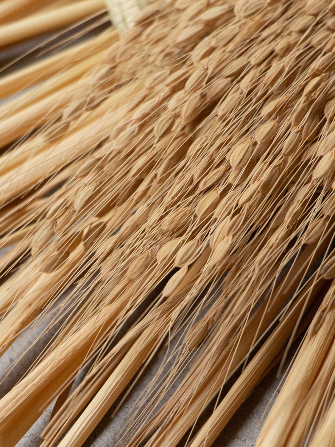 工房ストロー　末広輪三連　しめ飾り