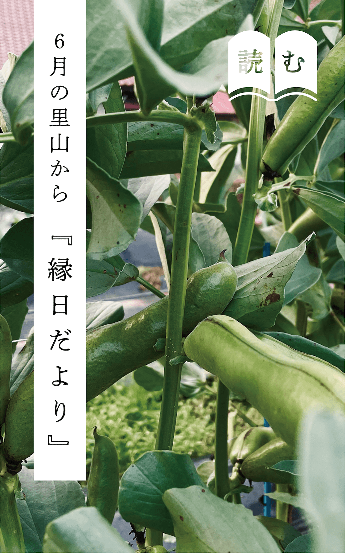 縁日だより 6月
