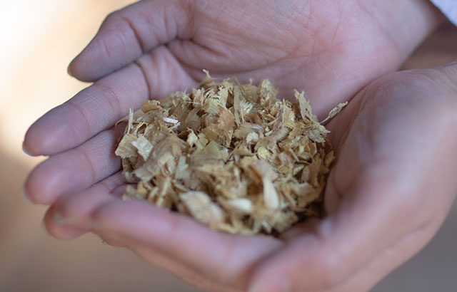 漆染めに込めた循環と感謝を込めて ― 2025年度・漆材活用のご報告