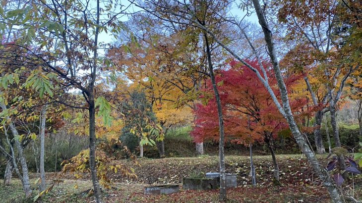 縁日だより vol.5｜野祭ありがとうございました！