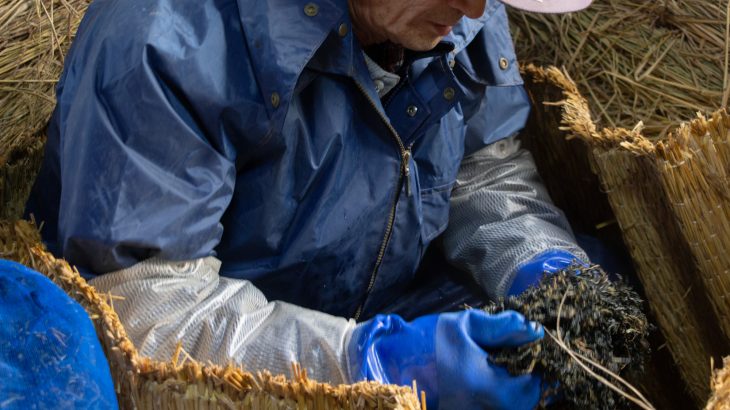 正藍冷染の年初め。『藍寝せ』に立ち会いました。