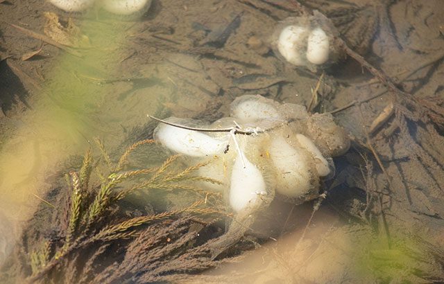 サンショウウオ　里山
