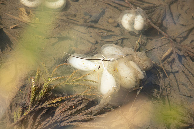 サンショウウオ 里山