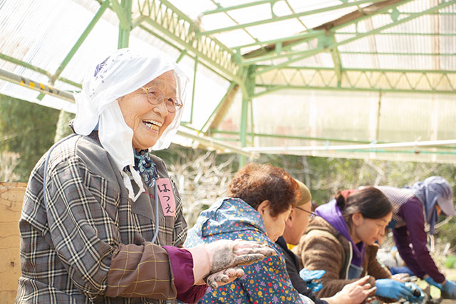 正藍冷染　藍玉作り