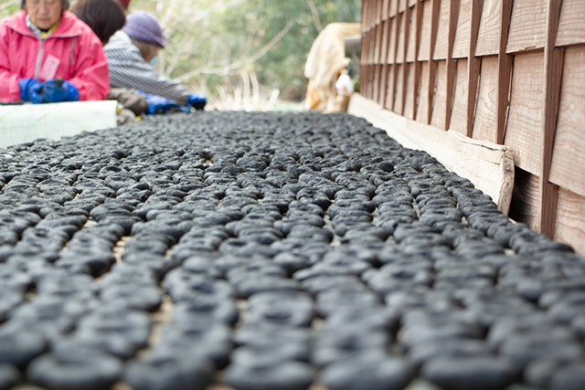 正藍冷染　藍玉作り