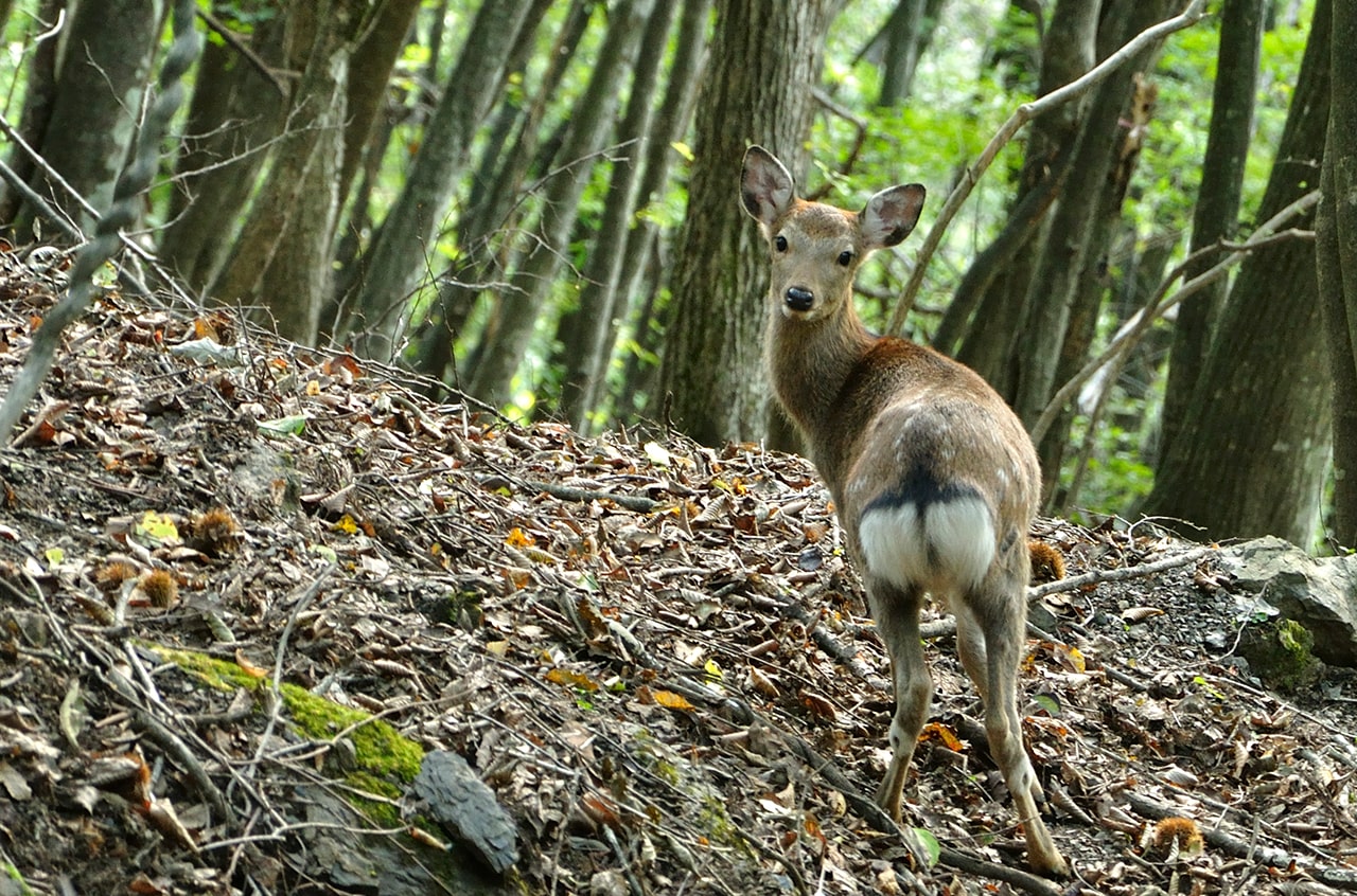 山ノ頂 鹿